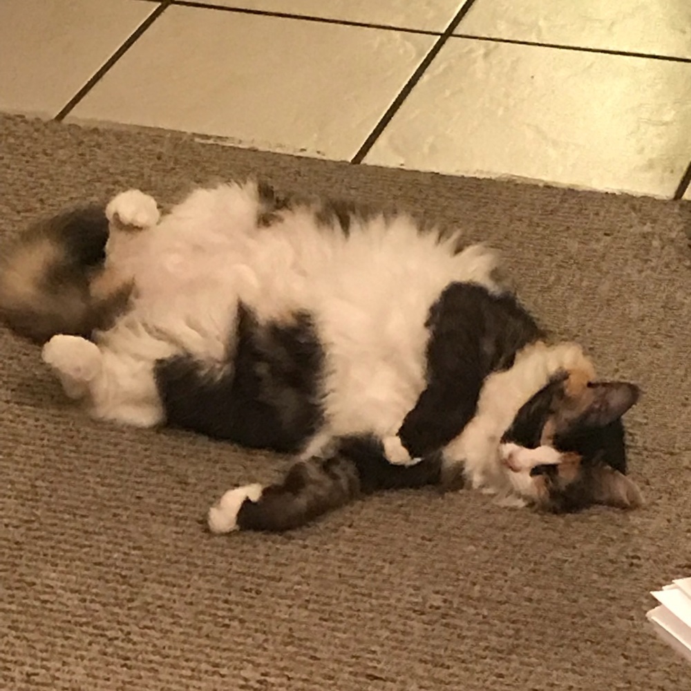 Meet your Posher, Vivien